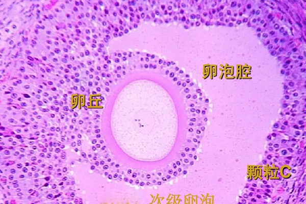 女性自然周期移植前需达到一定标准