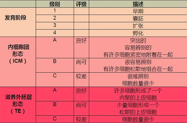 囊胚等级对照表