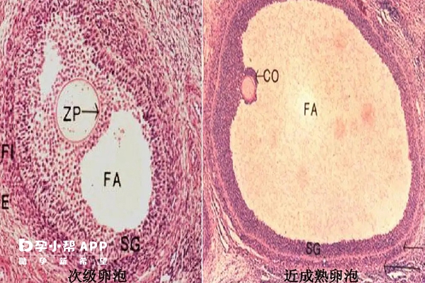 黄体期方案卵泡质量高不高