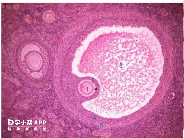 南京没有一家正规医院做供卵试管是不用排队的